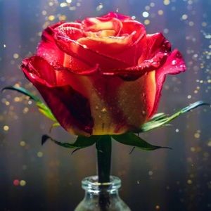 Meet your Posher, Diona